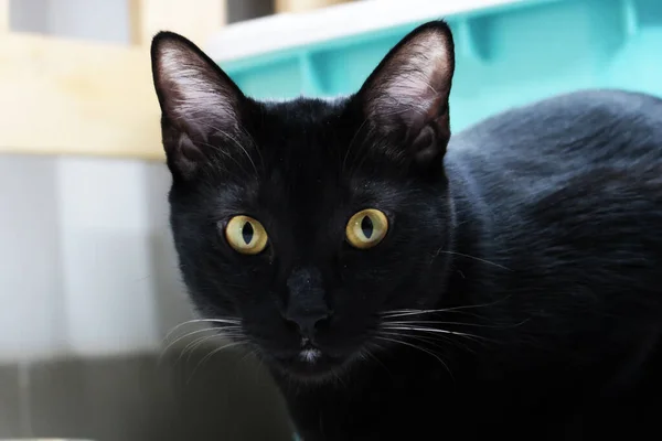 Retrato Divertido Gato Negro Mirando Sorprendido Sorprendido Fondo Divertido Doméstico — Foto de Stock