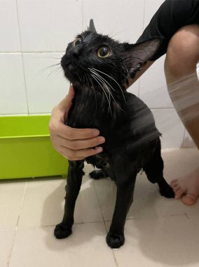 Siyah kedi banyoda. Banyo yapma, su dökme, korkmuş ıslak kedi, hijyen prosedürleri. Günaydın konsepti. Hayvan bakımı ve banyo. Islak kedi. Kız kediyi banyoda yıkıyor. Islak kedi..