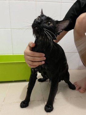 Siyah kedi banyoda. Banyo yapma, su dökme, korkmuş ıslak kedi, hijyen prosedürleri. Günaydın konsepti. Hayvan bakımı ve banyo. Islak kedi. Kız kediyi banyoda yıkıyor. Islak kedi..