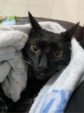 Siyah kedi banyoda. Banyo yapma, su dökme, korkmuş ıslak kedi, hijyen prosedürleri. Günaydın konsepti. Hayvan bakımı ve banyo. Islak kedi. Kız kediyi banyoda yıkıyor. Islak kedi..