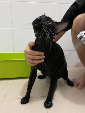 Siyah kedi banyoda. Banyo yapma, su dökme, korkmuş ıslak kedi, hijyen prosedürleri. Günaydın konsepti. Hayvan bakımı ve banyo. Islak kedi. Kız kediyi banyoda yıkıyor. Islak kedi..