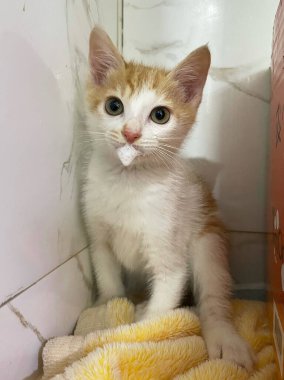Kızıl saçlı zeki kedi hastalıktan sonra haplarla tedavi edilir. Kedi tükürüğü içtikten sonra.