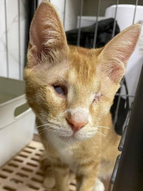 Tekir kedi gözü enfeksiyonu kameraya bakıyor. Kedi gözü acısı. Konjonktivit, kedi uçuğu virüsü ya da alerji. Yaralı gözlü çizgili bir kedi, bir diken, bir katarakt, bir kör