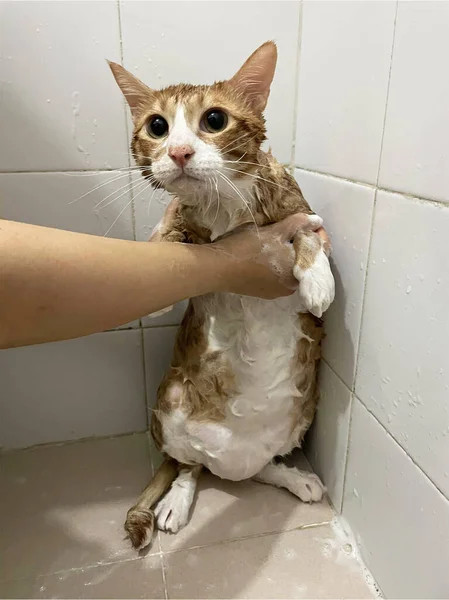 แมวท มในห องน กระบวนการอาบน าเทน าแมวเป ยกกล นตอนส ขอนาม ตอนเช — ภาพถ่ายสต็อก