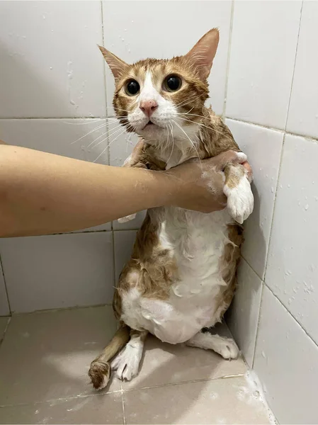 橙色的肥猫在浴室里 洗浴过程 害怕的湿猫 卫生习惯 早上好 宠物护理和洗澡 女孩在浴室里洗猫 湿猫咪 — 图库照片