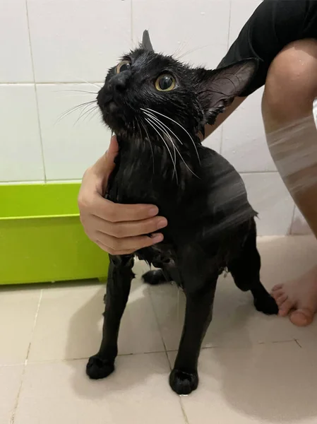 Svart Katt Badrummet Badprocess Hälla Vatten Skrämd Våt Katt Hygienförfaranden — Stockfoto