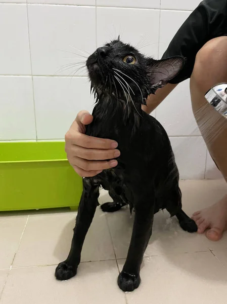 Svart Katt Badrummet Badprocess Hälla Vatten Skrämd Våt Katt Hygienförfaranden — Stockfoto