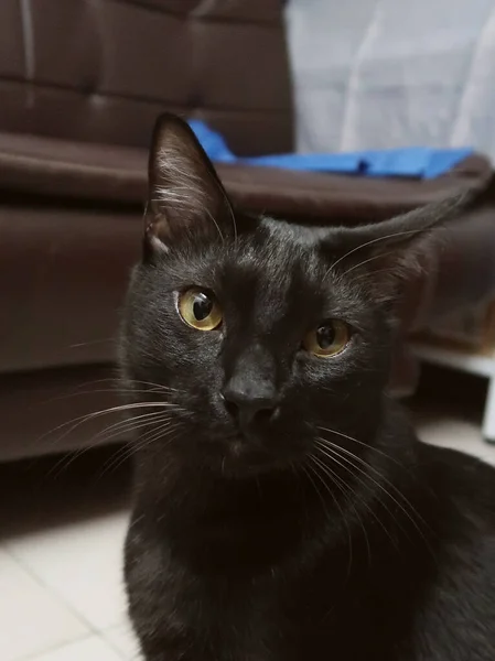 Чёрный Котёнок Жёлтыми Глазами Смотрит Камеру Расслабление Черной Кошки — стоковое фото