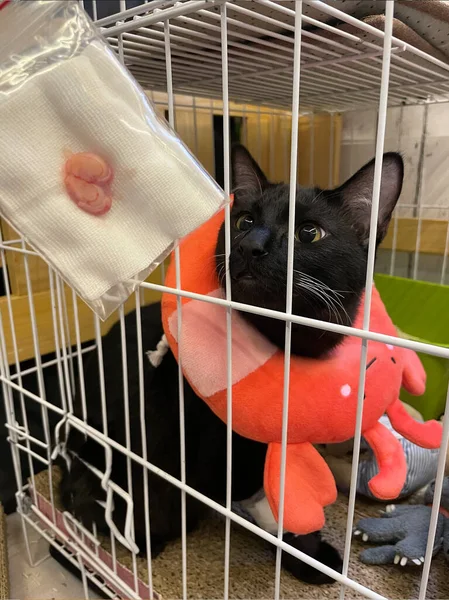 Svart Katt Bär Medicinsk Krage Bur Veterinärbegrepp Sterilisering Katt Efter — Stockfoto