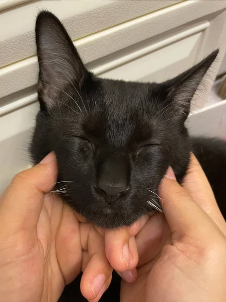 Holding a cat face and close his eyes. Happy cat is pleased with hand stroking. black kitten.