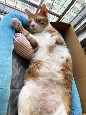 Şirin kırmızı kedi yavrusu mavi kürk battaniyesinde uyuyor. Kızıl bir kedi yumuşak, rahat yatağında uyur. Tatlı, güzel, küçük, kırmızı beyaz bir kedi..