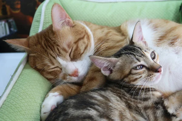 Couple of sleeping kittens in love on Valentine day. Family of sleeping kittens hug and kiss. Cats cozy sleep at home. 2 sleepy kittens with paws sleep comfortably