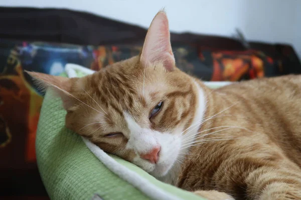 Cute little red kitten sleeps on fur green blanket. A ginger cat sleeps in his soft cozy bed. A sweet and beautiful little red and white kitten cat lying on bed.