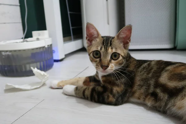Funny beautiful Bengal cat playing in the house on the floor with a toy. Playing cat. Cute cat playing with toy at home