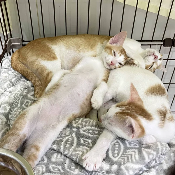 Best friends concept. Three sweet little kittens sleeping lazy on street. Friends together fun. Forever friends cats. Three cute little kittens. Best cats friend. Best friend Sleeping cats