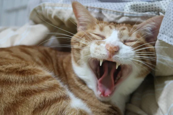 Ginger cat yawns. Cry cat isolated. Funny ginger kitten with open mouth. Very funny ginger cat laughing.