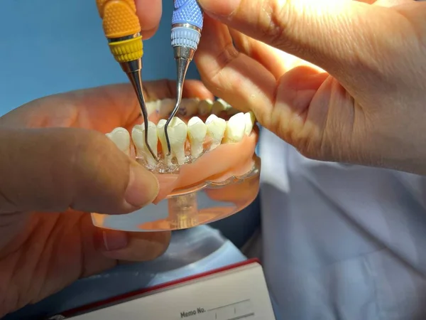 Teeth model. dental study model on dentist hand. toy jaw in cabinet of dental clinic.