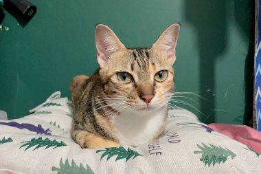 Bir kedi yavrusu komik bir pozda battaniyenin üzerinde yatar. Evcil Hayvan Konsepti. Pankart