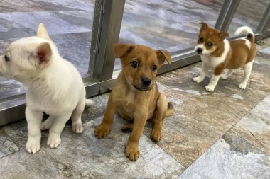 Köpek barınağındaki mutlu genç çift bir köpek evlat ediniyor. Barınaktaki küçük köpek yavrusu umutla bakıyor. Al beni, ben en iyisiyim. Yavru köpek evlatlık.