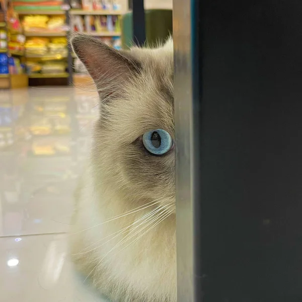 毛绒绒的猫咪看着相机 前面的景色 可爱的长毛小猫咪 — 图库照片
