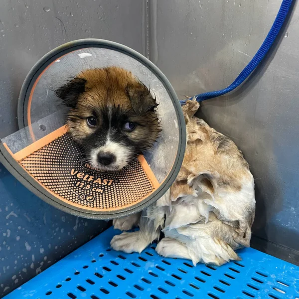 Scared puppy showering with shampoo. Small dog wearing a recovery cone collar. Dog taking a bubble bath in pet grooming salon.