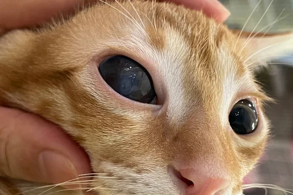 Veterinarian examine on the eyes of a cat dachshund. Cataract eyes of cat. Medical and Health care of pet concept.