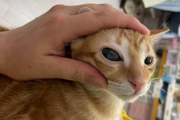 Κτηνίατρος Εξέταση Στα Μάτια Μιας Γάτας Dachshund Καταρράκτης Μάτια Της — Φωτογραφία Αρχείου