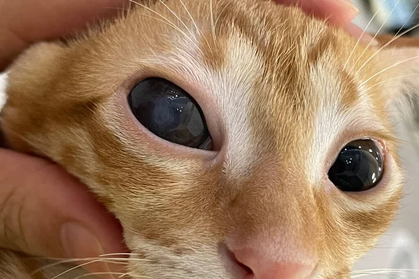 Veterinär Undersöker Ögonen Katttax Kataraktögon Katt Medicin Och Hälsovård Sällskapsdjur — Stockfoto