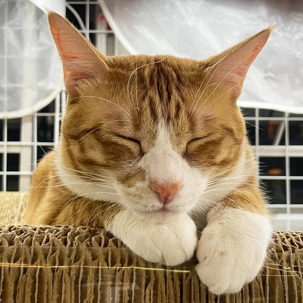 眠っている生姜のタビー猫 完璧な夢 — ストック写真