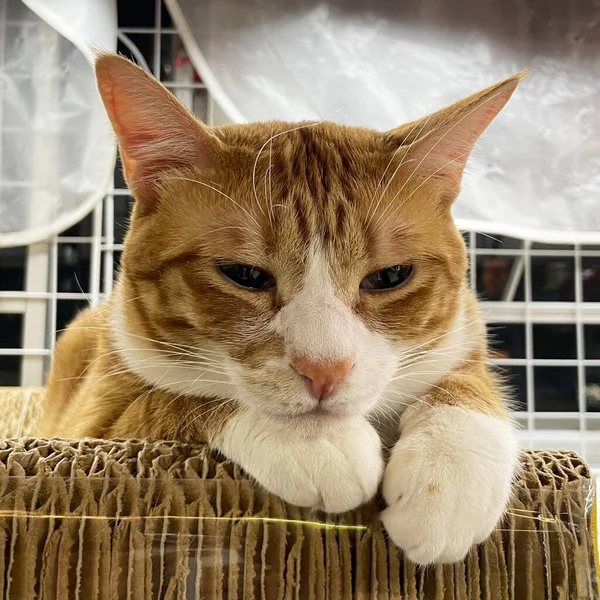 Ginger Dormindo Gato Tabby Sonho Perfeito — Fotografia de Stock