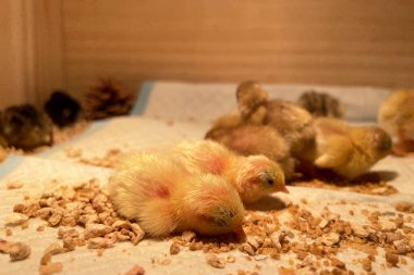 Akıllı çiftçilikteki küçük tavuklar. Hayvan yetiştiriciliği işi, otomasyon malzemelerini sarı ışıkla beslemek.