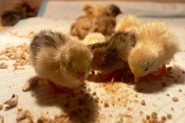 Akıllı çiftçilikteki küçük tavuklar. Hayvan yetiştiriciliği işi, otomasyon malzemelerini sarı ışıkla beslemek.