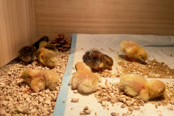 The little chickens in the smart farming. The animals farming business with feeding automation supply picture with yellow light
