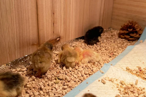 The little chickens in the smart farming. The animals farming business with feeding automation supply picture with yellow light