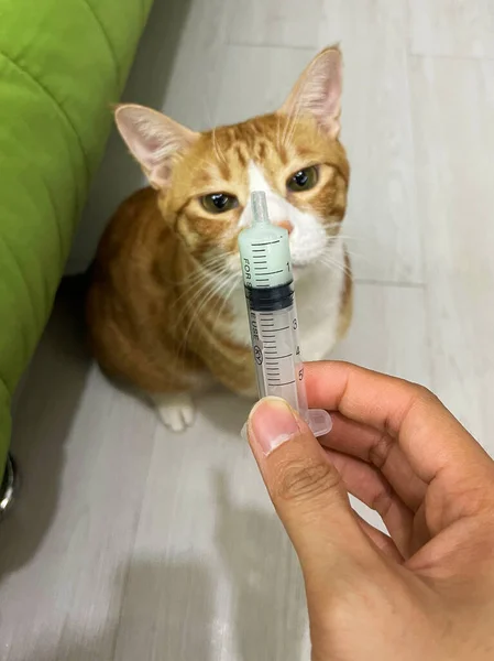 To feeds the cat using a syringe. Concept of nursing a sick animal or food and vitamin supplements in the feed