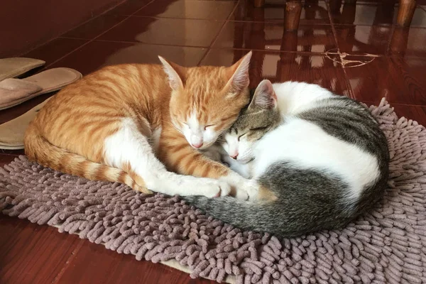 Djurvänskap Två Katter Ligger Golvet Sova Tillsammans Handduken — Stockfoto