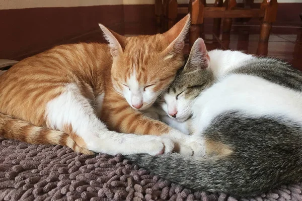 Tierfreundschaft Zwei Katzen Liegen Auf Dem Boden Gemeinsam Auf Dem — Stockfoto