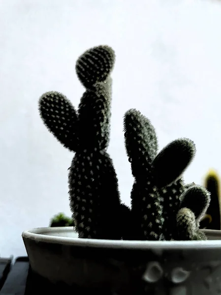 Doniczkowe Rośliny Kaktusów Białej Półce Pod Białą Ścianą Sukulenty Ręcznie — Zdjęcie stockowe