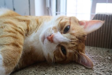 Şirin kırmızı kedi yavrusu kürk yeşili battaniyenin üzerinde uyuyor. Kızıl bir kedi yumuşak, rahat yatağında uyur. Tatlı, güzel, küçük, kırmızı beyaz bir kedi..