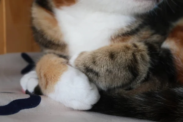 cats paw , legged cat in my house. soft cat foot