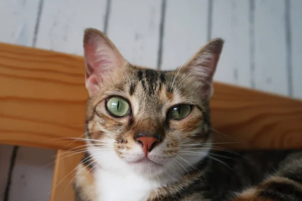 Gatinho Com Infecção Ocular Olhando Para Câmera Vista Frontal Gato — Fotografia de Stock