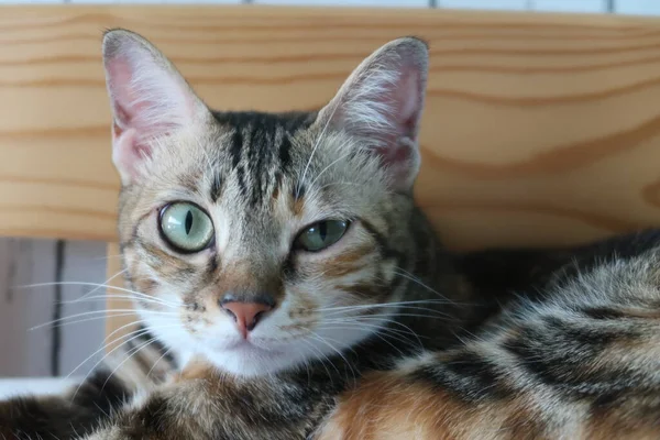 Котёнок Глазной Инфекцией Смотрит Камеру Передний Вид Кошки Одним Глазом — стоковое фото