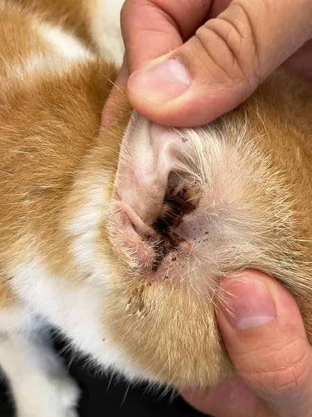 dog\'s dirty ear. An image of a dog with a bacterial infection. Cause inflammation in the ear. Part of pet body Interior of dogs ear being held open for cleaning at a vet visit