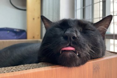 Dilini çıkarmış uyuyan siyah kedi. Harika bir kediyle rahatlıyorum..