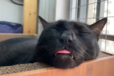 Dilini çıkarmış uyuyan siyah kedi. Harika bir kediyle rahatlıyorum..