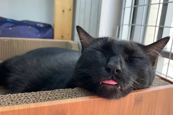 Sleeping black cat with tongue out. Relaxing with amazing cat.