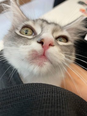 Evcil kedilerde alerjik deri hastalıkları. Deri iltihabından dolayı kedi yarası. Kedilerdeki deri hastalıkları. Kedi sivilceleri. Evcil bir kedinin deri iltihabı. Kedilerdeki Kedi Alerjileri. 