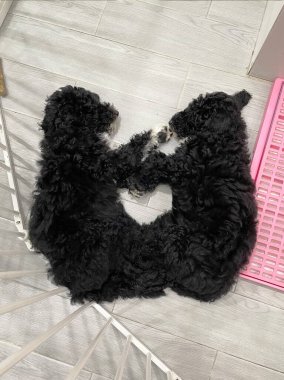 Yerde uyuyan iki standart kaniş. Standart fino köpeği.