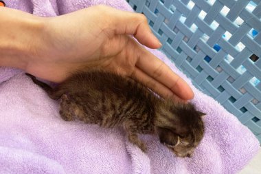 Küçük sevimli bir kedi yavrusu, bir çocuğun avucunda kıvrılıp uyuyor..