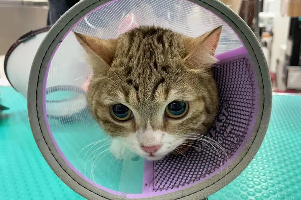 Cat wearing veterinary collar. Cat wearing a protective buster collar. Elizabethan collar. Grooming service at a cat salon or vet clinic.